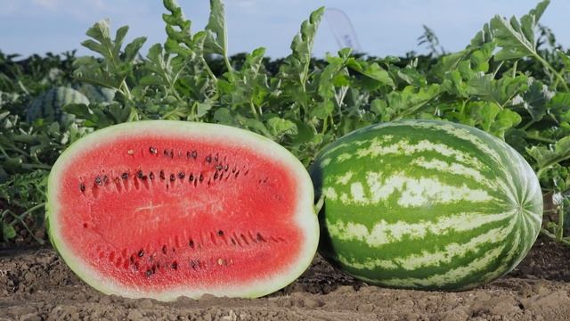 ГЕРКУЛЕС F1 | Овощная усадьба смотреть онлайн