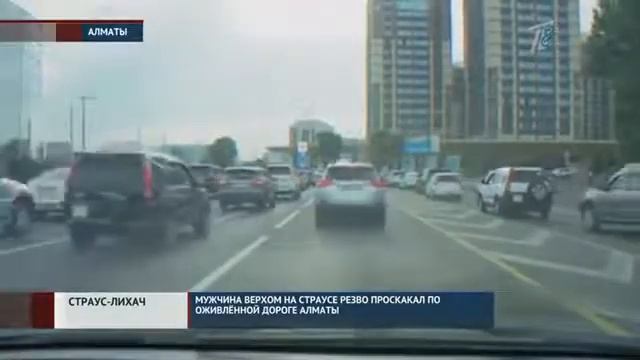 На страусе по городу)) смотреть онлайн