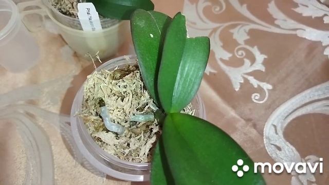 Полив орхидей подростков 1,7/2,5-фласят.Ориентир на корневую!Рассказываю про удобрение. смотреть онлайн