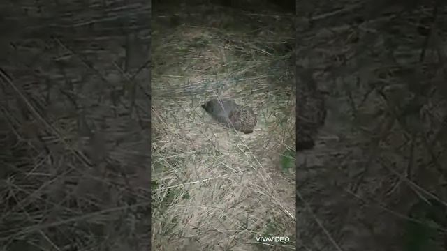 выпускаем на волю ежа смотреть онлайн