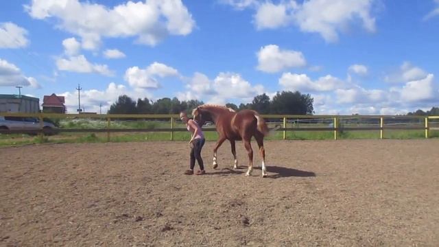 Учим лошадь команде "Укладка"/ как научить лошадь ложиться?☺ | Barcelona - equestrian смотреть онлайн