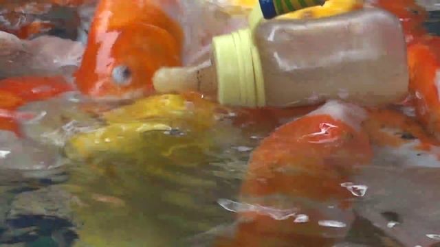 Рыбки сосут соску O_0 (Fish Suck The Nipple O_0)