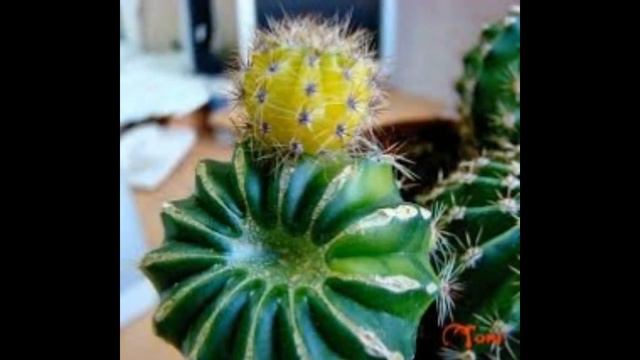 Как цветут кактусы.How do cactuses. смотреть онлайн