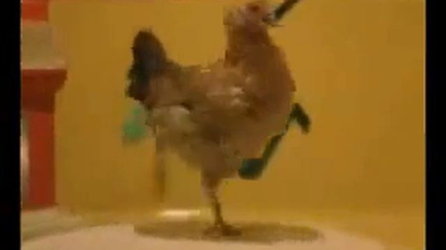 Курица зажигает