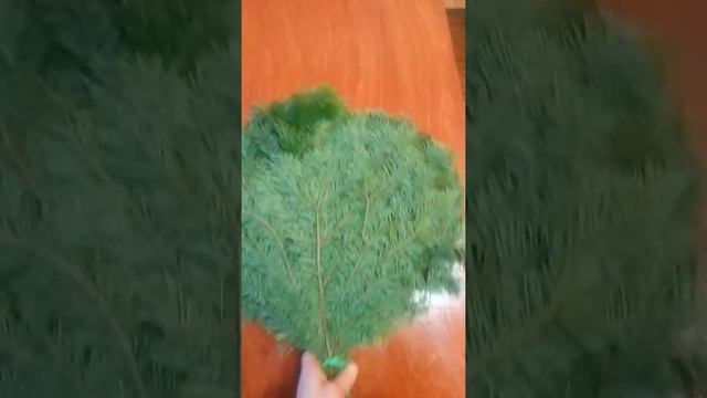 Веник хвойный из пихты смотреть онлайн