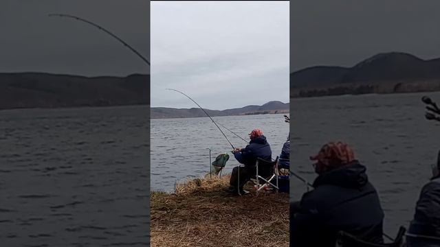 Красноперка на халяву #рыбалка #рыба #красноперка смотреть онлайн