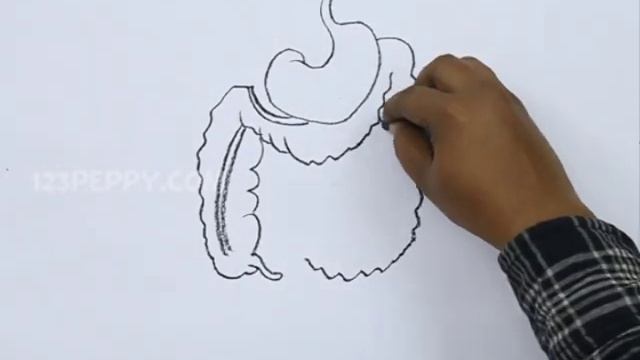 How to Draw an Abdominal Organs смотреть онлайн