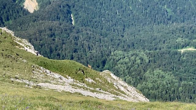 Серна. смотреть онлайн