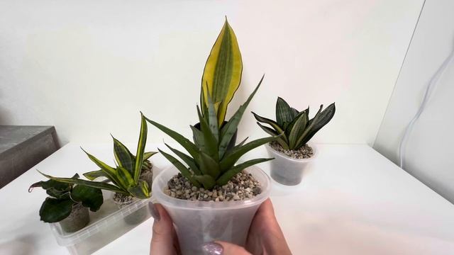 Обзор Сансевиерий из Тайланда через 5 Месяцев после получения. Адаптация и неудачи- #сансевиерия