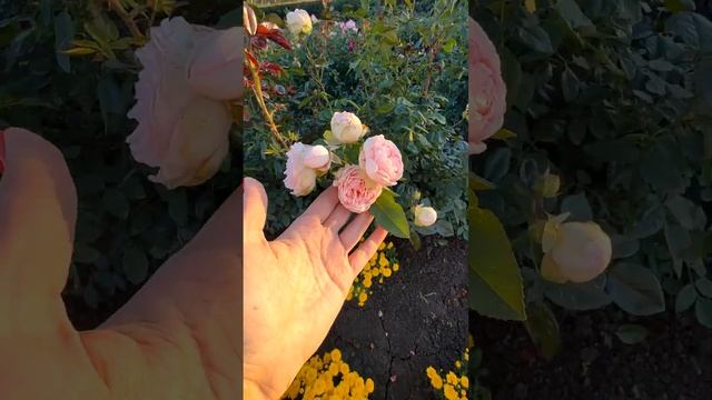 Спирит оф Фридом саженцы роз питомника растений rosebushes.ru смотреть онлайн