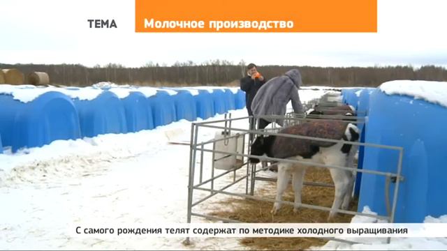 Олег Хахунов: «Минуя посредников, сохраняем качество молока» смотреть онлайн