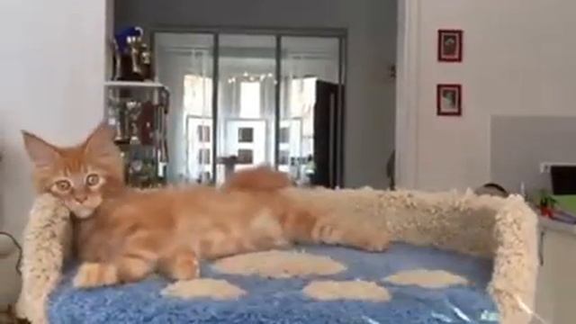 Котёнок Мейн кун смотреть онлайн