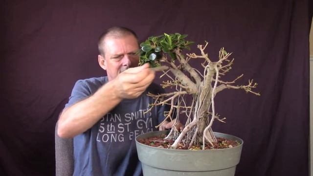 Ficus Microcarpa 512. Ficus Bonsai Tree Hard Prune And Defoliation