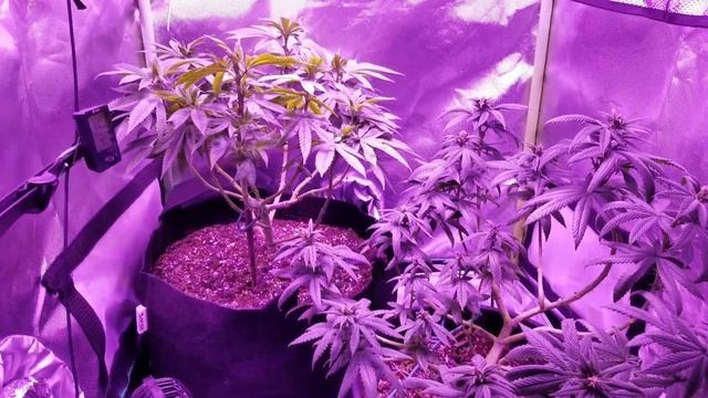 mini grow season 2 episode 8. смотреть онлайн