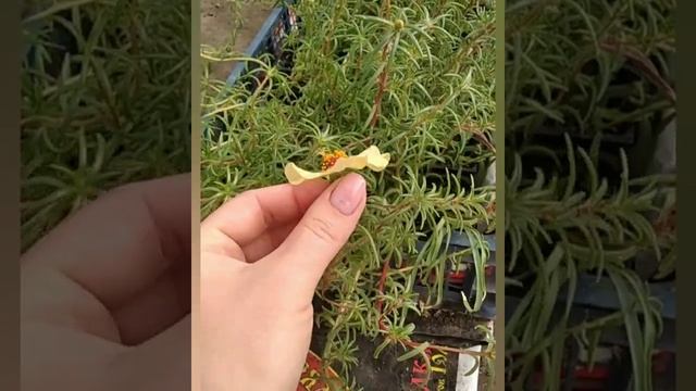 Мой опыт выращивания портулака из своих семян смотреть онлайн