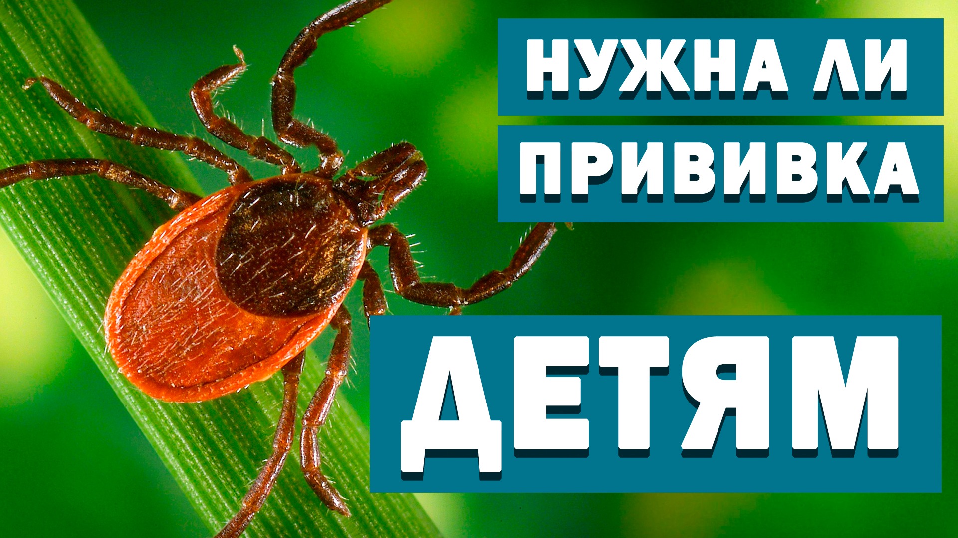 Прививка от клещевого энцефалита. Шпаргалка для родителей. Часть 2