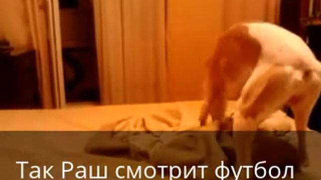 уиппет Раш - футбольный фанат смотреть онлайн