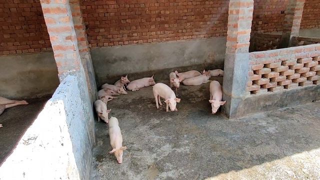 Good Maintained Dry Feed Pig Farm | Vikas Live Stock смотреть онлайн