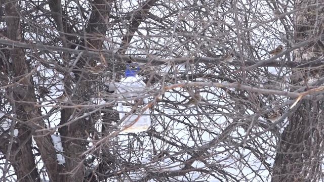 Покормите птиц зимой смотреть онлайн