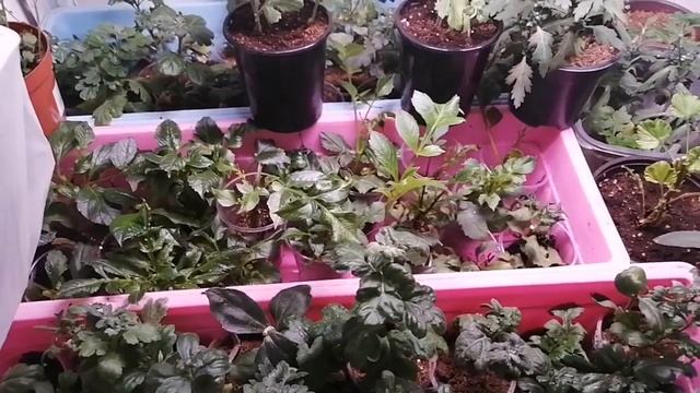 результаты осеннего черенкования ГЕОРГИН дома ! смотреть онлайн