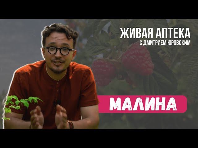 МАЛИНА. Полезные свойства // Настойка "Антистресс" // Живая аптека 2 смотреть онлайн