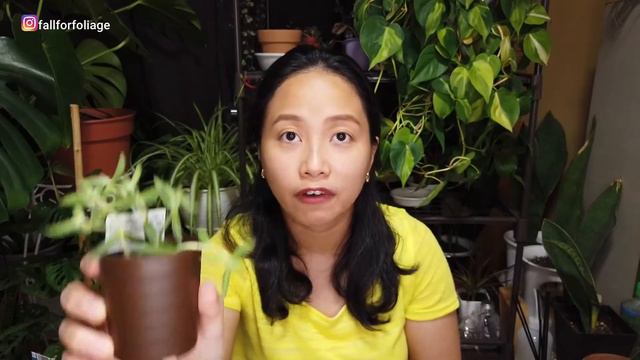 DAISO PLANT HAUL Ep. 2 | Fall For Foliage смотреть онлайн