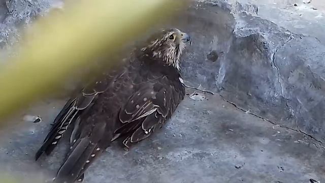 Saker falcon(Falco cherrug) rarest falcon in my country смотреть онлайн