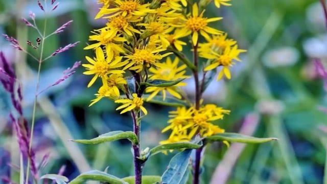 Золотарник лечебные свойства,применение и противопоказания смотреть онлайн