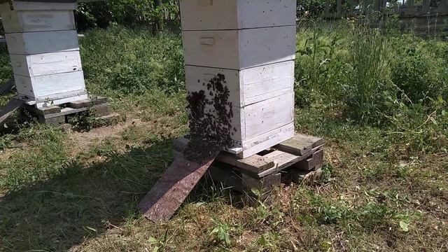 +35 в тени и начались проблемы.Срочно убираю решетки из ульев. смотреть онлайн