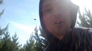 Как заработать в лесу 60т. в месяц (сбор сосновой шишки)