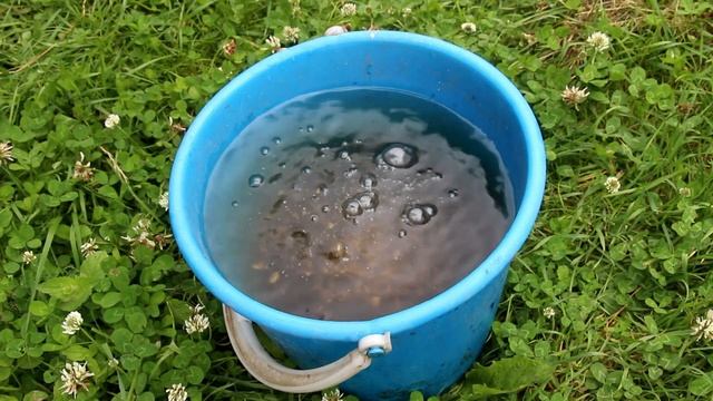 КОГДА И ЧЕМ ПОДКОРМИТЬ ОГУРЦЫ ДЛЯ ОБИЛЬНОГО ПЛОДОНОШЕНИЯ! смотреть онлайн