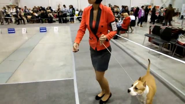Выставка собак всех пород CACIB 2013 в Новосибирске, Часть 15 смотреть онлайн