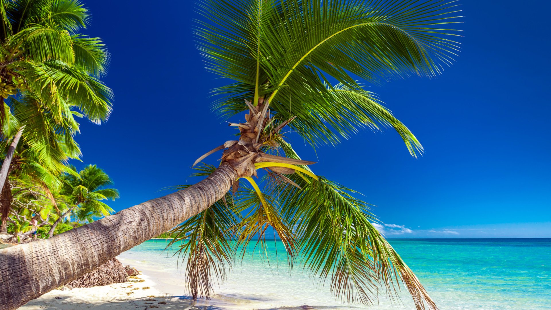 Белый песок тропического пляжа, лазурный океан, пальмы и успокаивающая музыка для снятия стресса смотреть онлайн