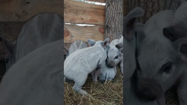 Підгодівля поросят#природа #поросята #господарство #свиноводство #pig #fermer #piglets смотреть онлайн