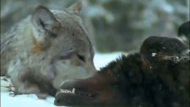 Волки дерутся смотреть онлайн