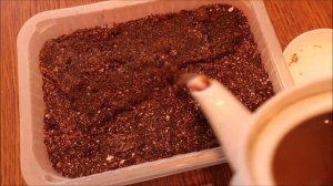 ЭТО РАСТЕНИЕ ДЛЯ ВАШЕГО САДА. ФИАЛКА РОГАТАЯ МНОГОЛЕТНЯЯ. ПОСЕВ НА РАССАДУ