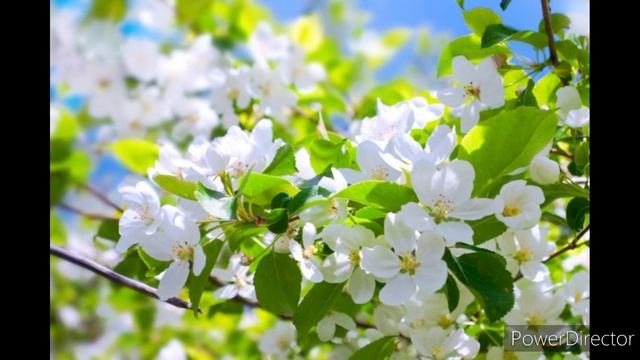 ТИХАЯ ТАЙНА..... Людмила Мойсеенко. /Серафима/. смотреть онлайн