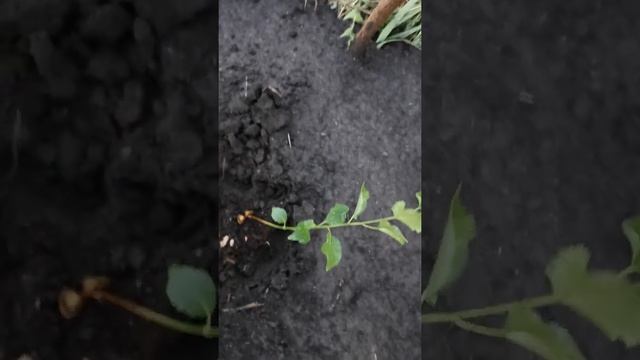 Посадка абрикоса на постоянное место смотреть онлайн