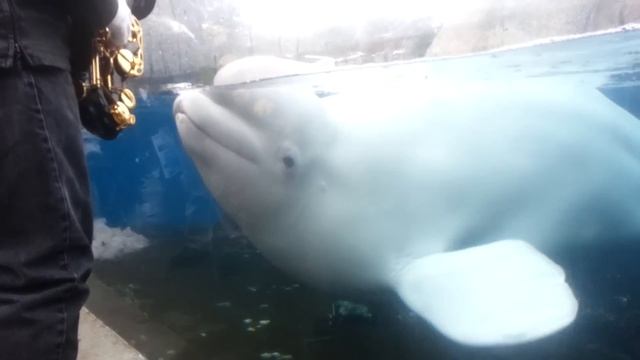 Beluga loves sax смотреть онлайн
