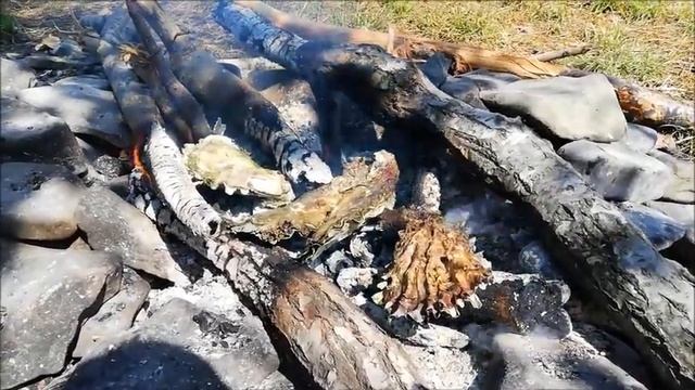 Как ВКУСНО приготовить и ОТКУШАТЬ УСТРИЦУ прямо на берегу. Блюдо для омоложения и потенции! смотреть онлайн