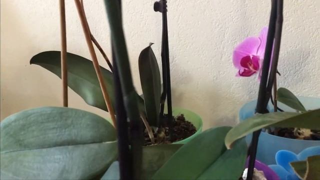 Обман или правда,что есть в природе синяя орхидея!!!! смотреть онлайн