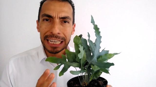 Helecho BLUE STAR. Phlebodium aureum смотреть онлайн