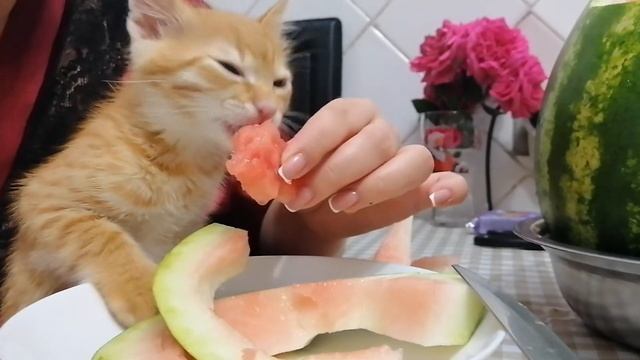 Рыжий кот. Кот ест арбуз. Арбуз и кот. смотреть онлайн