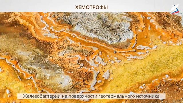 Экосистемный уровень организации жизни. Естественные и искусственные экологические системы смотреть онлайн