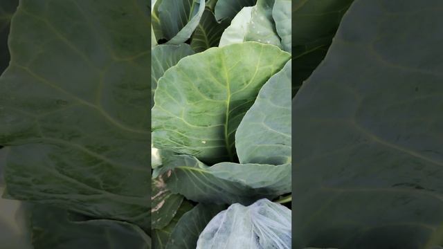 СПАСАЮ КАПУСТУ от Бабочки капустницы,, смотреть онлайн