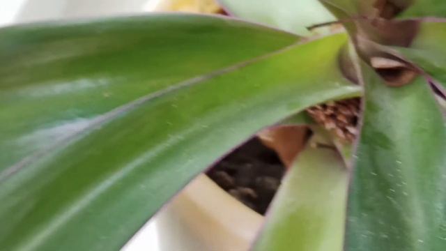 Самый неприхотливый комнатный цветок в мире! смотреть онлайн