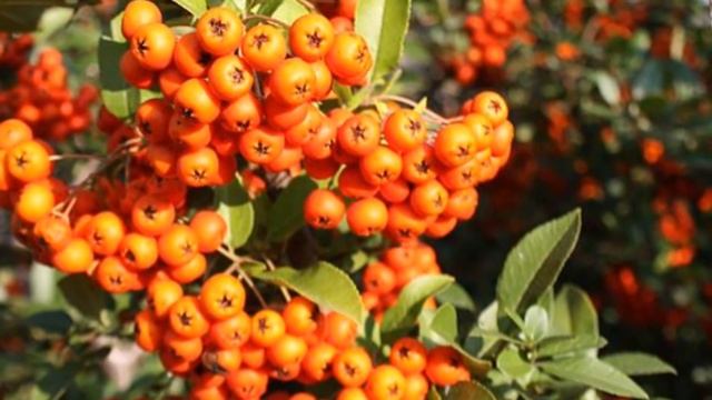 SCARLET FIRETHORN - A Foraged Fruit Related To APPLES (Pyracantha coccinea) - Weird Fruit Explorer смотреть онлайн