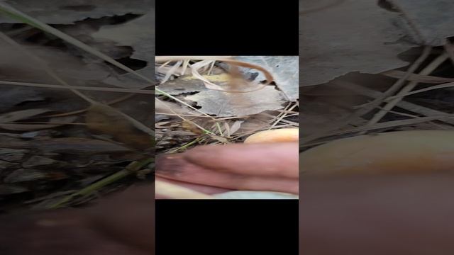 Ложные опята! Уйма в лесу! Осторожнее! смотреть онлайн