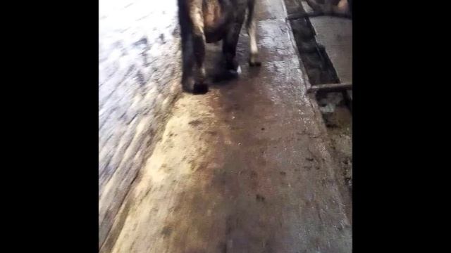 Работа- копытника ортопеда КРС смотреть онлайн