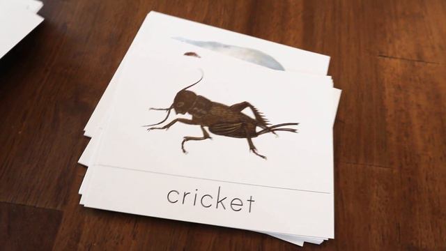 Join 5000 Families With Gentle + Classical Nature | Nature Study | Homeschool | Charlotte Mason